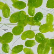 Image result for Wolffiella repanda