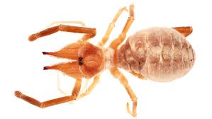 Camel spiders live all over the world in countries like egypt and iraq. Fundus Collection Portal Uhh Universitat Hamburg