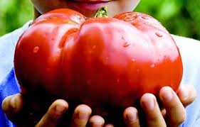5 Monster Tomato Seeds 1155 Etsy In 2020 Growing Organic Tomatoes Tomato Seeds Tomato Garden
