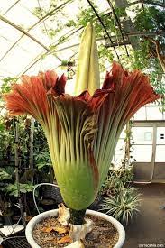 Corpse Flower Listen People And Yes You This Flower Smell Its A Natural Smell Stop Fucken Humiliating The Natural If Unusual Flowers Unusual Plants Plants