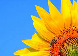The Strange History Of The Sunflower Kuriositas Strange History Flowers Photography Sunflower