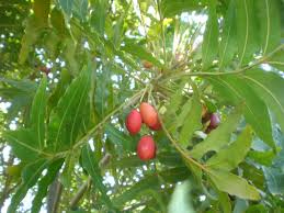 Image result for Harpephyllum afrum