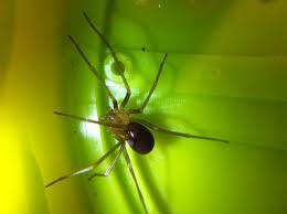 Utilicé un flash para aislar el fondo e iluminar su exoesqueleto semitransparente. Arana Violinista Caracteristicas Imagenes Y Sintomas De Picadura Picaduras Aranas Imagenes