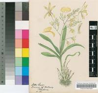 Image result for Argyrolobium tomentosum