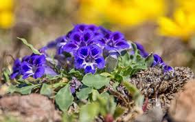 Image result for Aptosimum procumbens