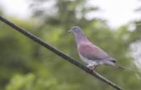 Dusky Pigeon - Patagioenas goodsoni - Observation.org
