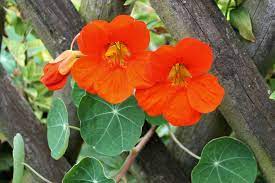 Harden off and transplant outside after last frost at spacing below. Growing Nasturtiums How To Plant Grow And Care For Nasturiums The Old Farmer S Almanac