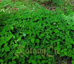 Image result for Amphicarpaea africana