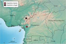 Image result for Impatiens purpureoviolacea