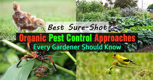 Mosquitoes spread malaria and rats spread the black plague. Best Organic Pest Control Approaches Every Gardener Should Know Balcony Garden Web