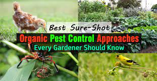 The organic way of controlling pest basically means the products and services that you are a healthy plant is the first thing you should focus on to grow. Best Organic Pest Control Approaches Every Gardener Should Know Balcony Garden Web