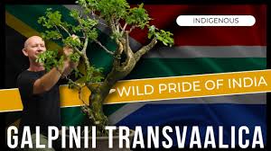 Image result for Galpinia transvaalica