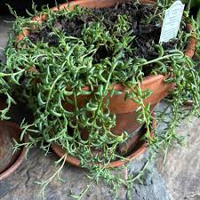 Image result for Octolepis