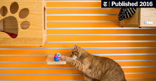 If you suspect that your cat has dental problems, take her to a veterinarian dentist. A Healthier Way To Feed Your Cat Hide Its Meals The New York Times