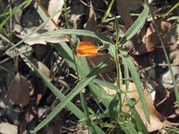 Image result for Afrohybanthus