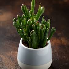 Image result for Crassula hobbit