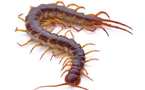 Black And Yellow Centipede Philippines The Most Dangerous Centipede In The World Can Kill You Johnny B Pest Control