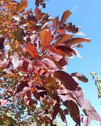 Image result for Fraxinus americana