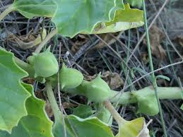 Image result for Pedalium