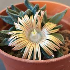 Image result for Nananthus aloides
