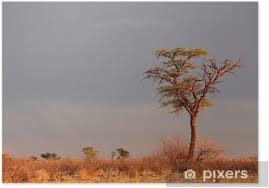 Image result for Acacia erioloba