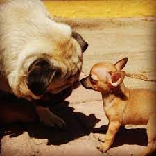Pug Baby Chihuahua Baby Chihuahua Cute Animals Baby Dogs
