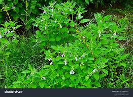 Image result for Pedaliaceae