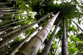 Running varieties grow an average of 3 to 5 feet taller in a year. Why Giant Bamboo Is Such A Promising Resource