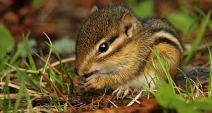 Getting rid of chipmunks doesn't have to be overly difficult. 12 Clever Ways To Keep Rodents Including Chipmunks Out Of Your Garden Off The Grid News