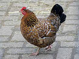 Aspergillosis is an infectious fungal disease affecting poultry in which birds will usually be left gasping for breath. Aspergillosis In Chickens And Other Fungal Infections Backyard Poultry