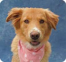 Light, medium and dark colors available. Charlotte Nc Golden Retriever Meet Daisy A Pet For Adoption