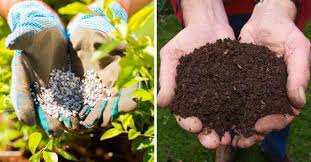 Composting is essentially when organic matter for this reason, it's always best to acquire compostable items rather than biodegradable ones. Compost Vs Fertilizer Explained Gardening Channel