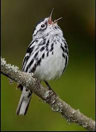 Black And White Warbler Song Pin By Marty Irwin On Hayvanlar Alemi Pet Birds Beautiful Birds Birds