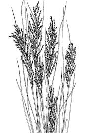 Image result for Leptochloa coerulescens