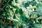 Image result for Cryptolepis oblongifolia