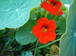 Orange flowers are vibrant and alive in their hues; Nasturtium Beautiful And Edible Dave S Garden