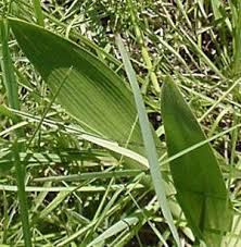 Image result for Schizocarphus