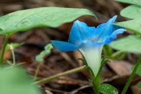 Image result for Ipomoea welwitschii