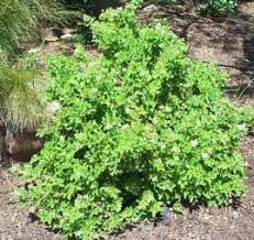 Image result for Pelargonium graveolens