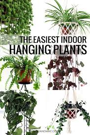The Best Indoor Hanging Plants Low Maintenance Care Hard To Kill Hanging Plants Indoor Best Indoor Hanging Plants Plants