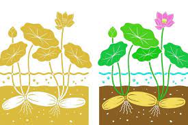 Maybe you would like to learn more about one of these? Ciri Ciri Khusus Lotus Halaman All Kompas Com