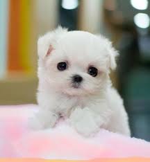 Cute Dogs Pets Cute Little Maltese Puppies And Dogs Cute Dogs Cute Animals Maltese Puppy