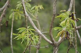 Image result for Cussonia zimmermannii