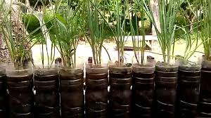 Check spelling or type a new query. Belajar Berkebun Cara Menanam Cara Merawat Tips Berkebun Cara Menanam Bawang Merah Dalam Botol Bekas