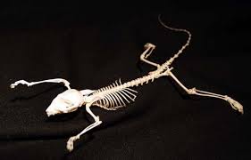 Pin By Lps Pingpong On Anantmy Hybrid Sugar Glider Skeleton Gliders