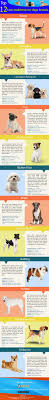 Top 10 low maintenance bird !! 17 Best Low Maintenance Dog Breeds For Laid Back Owners