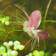 Image result for Spirodela