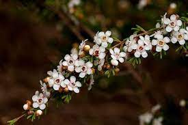Chamelaucium Ciliatum Myrtaceae Variegated Plants Planting Flowers Foliage Plants
