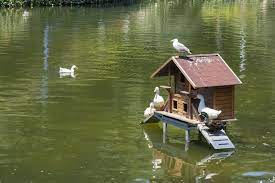 I've built a floating duck house for my pond. How To Build A Duck House Helpful Guide For Beginners