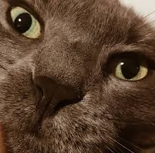 Kaan Bagci On Twitter Kedi Burnu Koleksiyonum